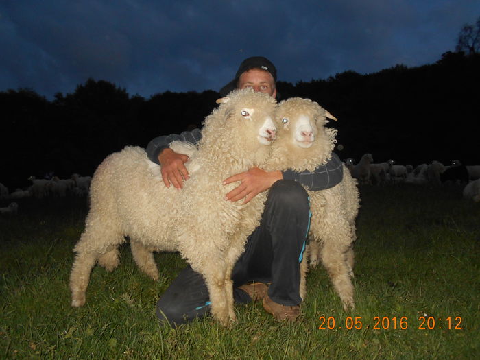 Picture 043 - oile cu miei 2016