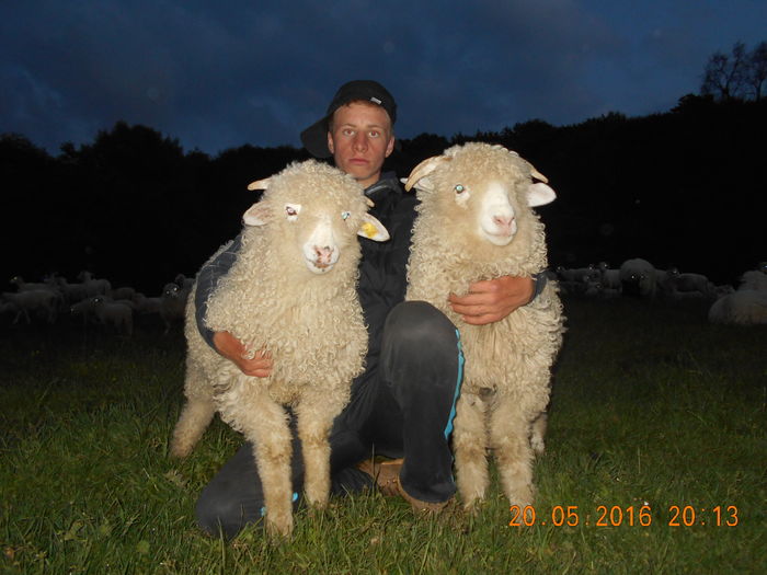 Picture 045 - oile cu miei 2016