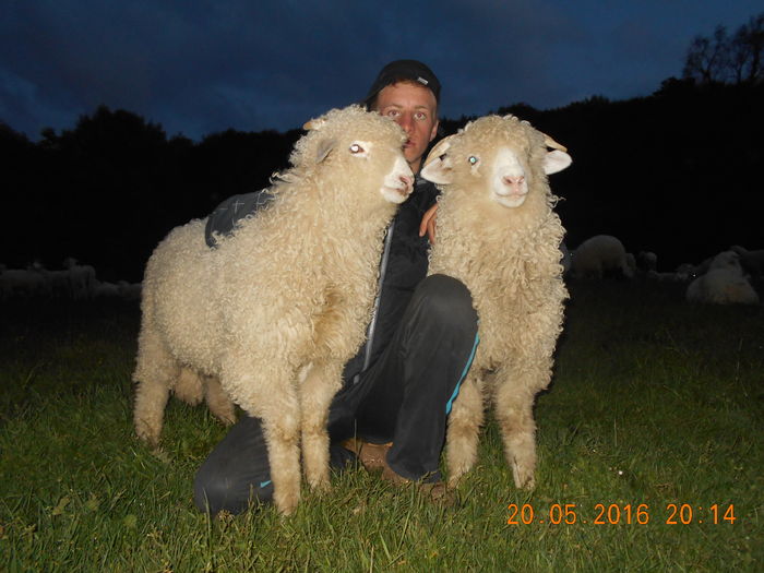 Picture 048 - oile cu miei 2016