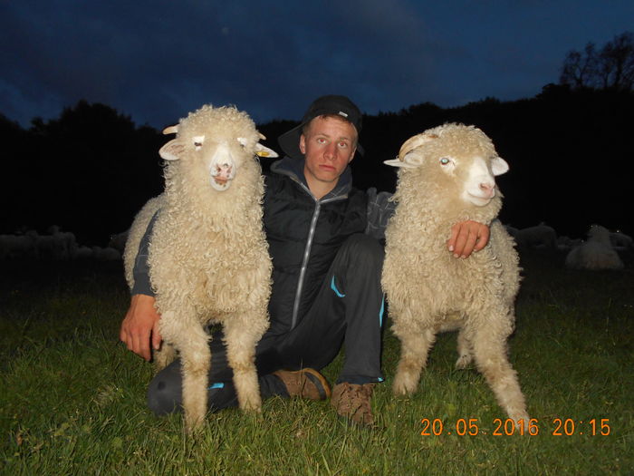 Picture 050 - oile cu miei 2016