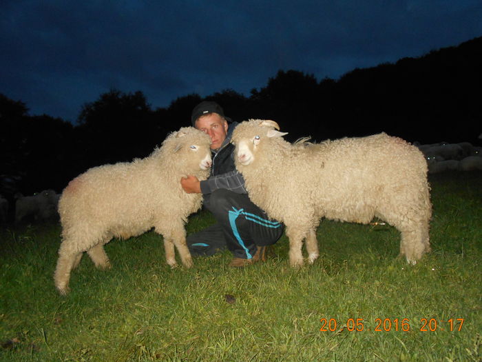 Picture 056 - oile cu miei 2016