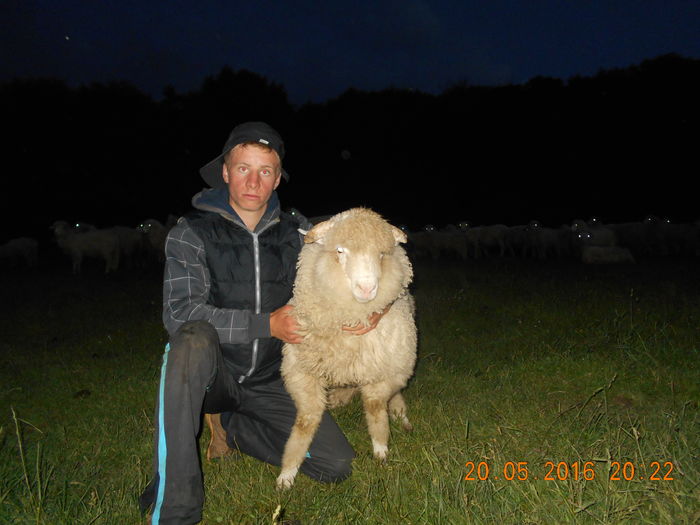 Picture 062 - oile cu miei 2016