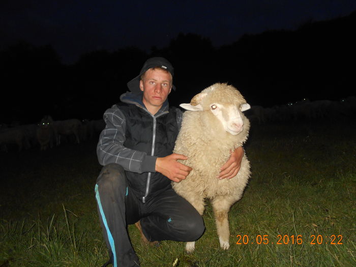 Picture 065 - oile cu miei 2016