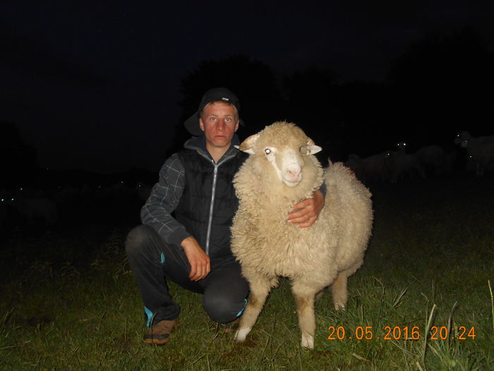 Picture 069 - oile cu miei 2016