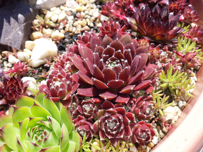  - Sempervivum - 2016