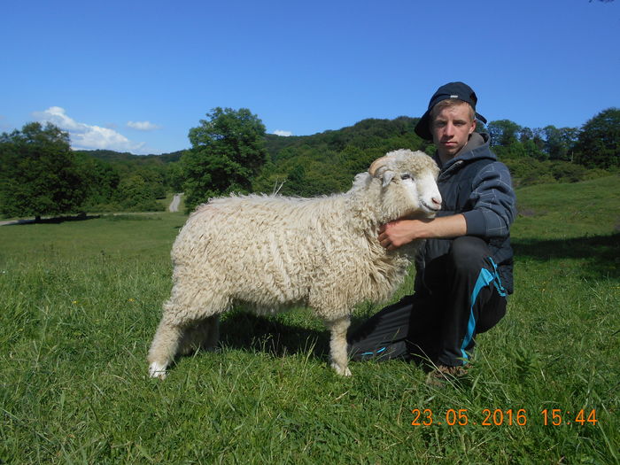 Picture 178 - oile cu miei 2016