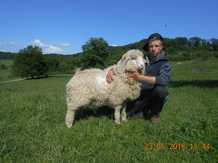 Picture 179 - oile cu miei 2016