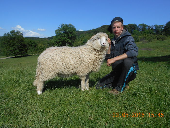 Picture 180 - oile cu miei 2016