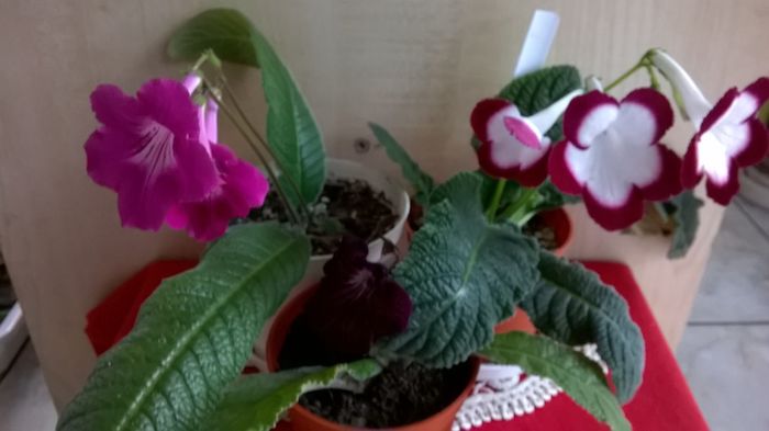 WP_20160525_17_53_59_Pro - Streptocarpusi 2016