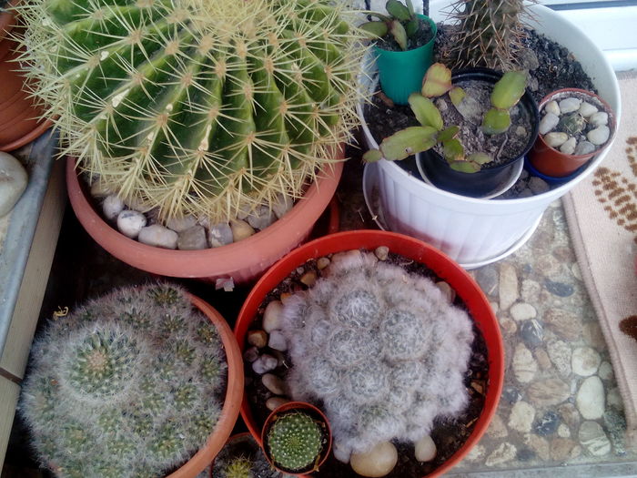 IMG_20160519_185408 - Cactusi si suculente 2016