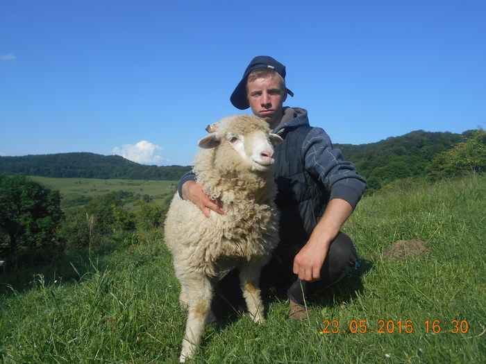 Picture 250 - oile cu miei 2016
