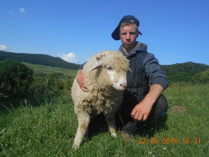Picture 254 - oile cu miei 2016