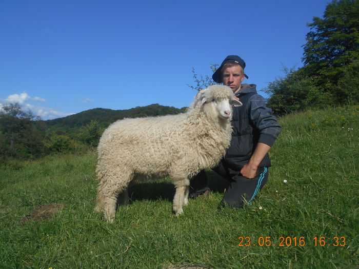 Picture 257 - oile cu miei 2016