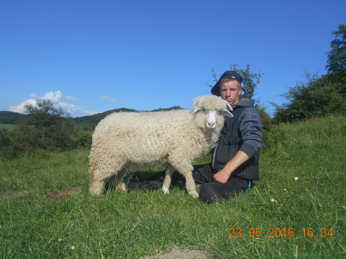 Picture 261 - oile cu miei 2016