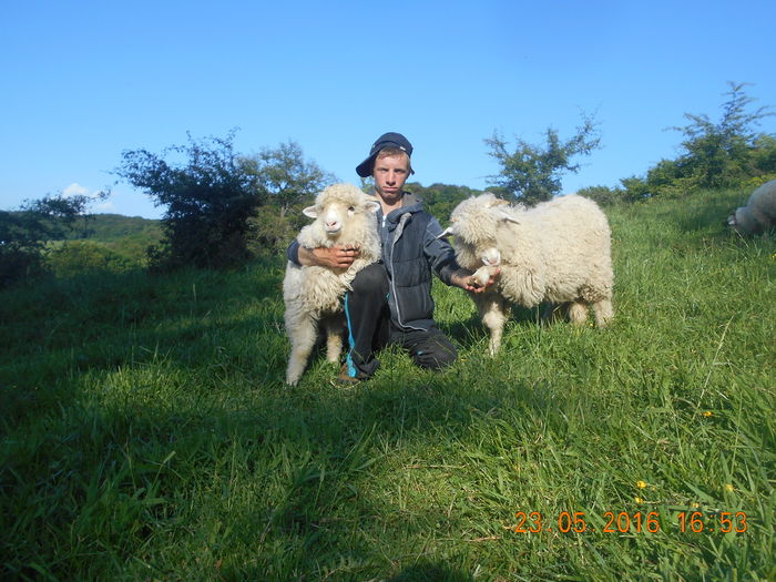 Picture 303 - oile cu miei 2016