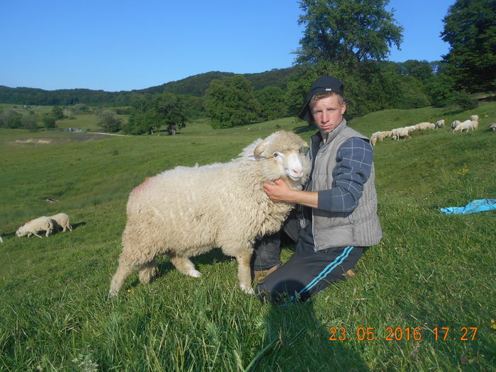 Picture 330 - oile cu miei 2016