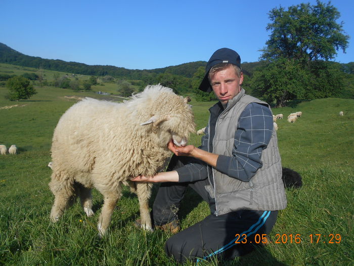 Picture 337 - oile cu miei 2016