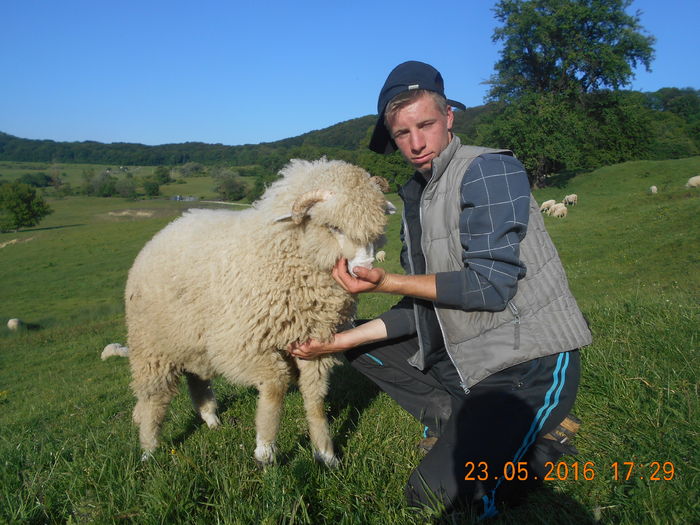 Picture 338 - oile cu miei 2016