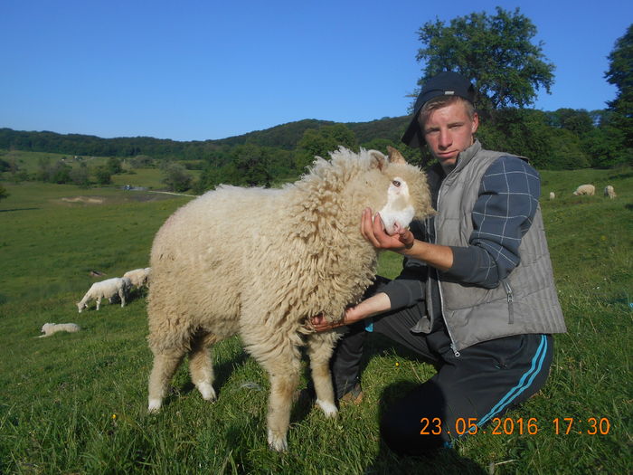 Picture 339 - oile cu miei 2016