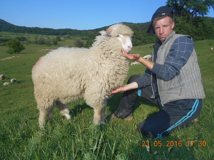 Picture 340 - oile cu miei 2016