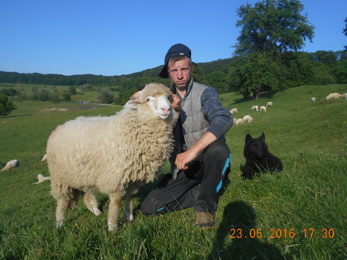 Picture 341 - oile cu miei 2016