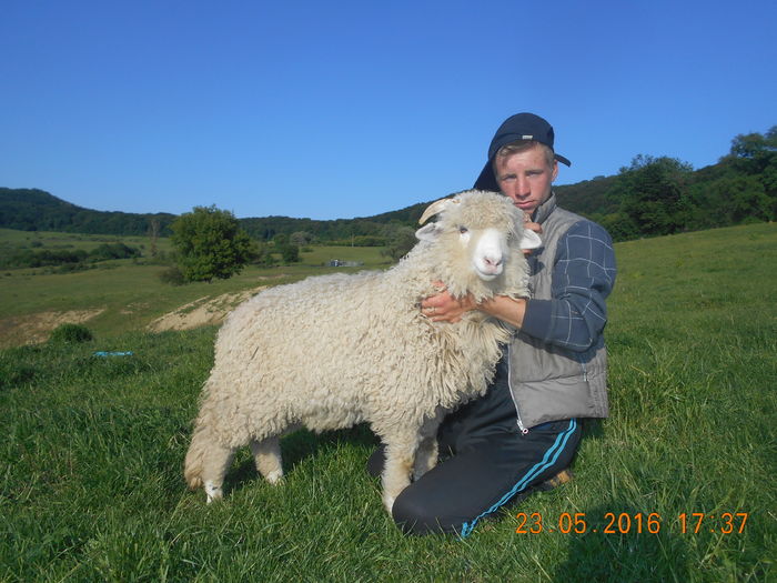 Picture 346 - oile cu miei 2016
