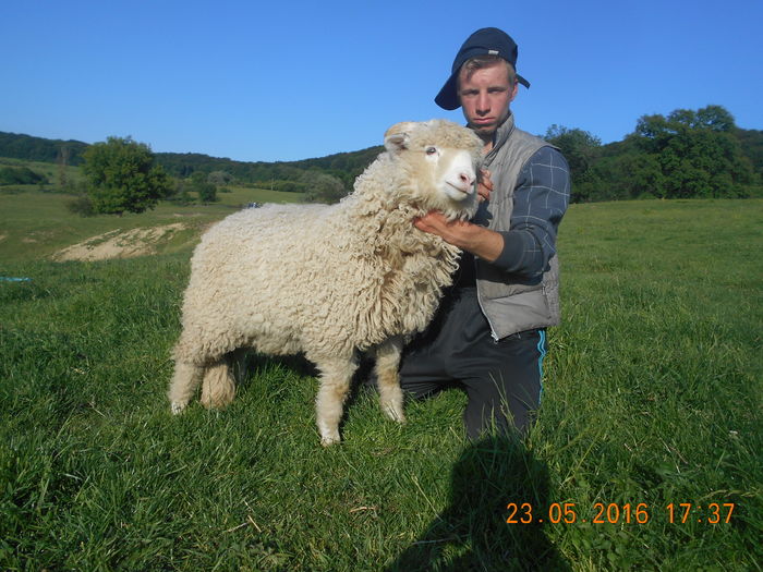 Picture 347 - oile cu miei 2016