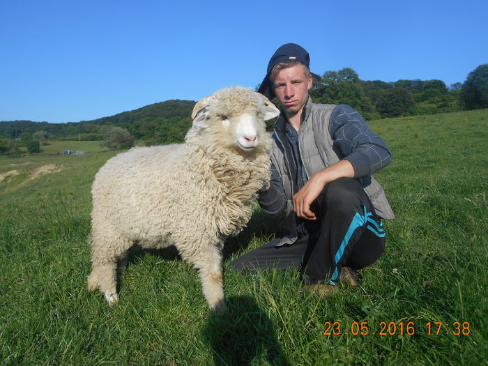 Picture 349 - oile cu miei 2016