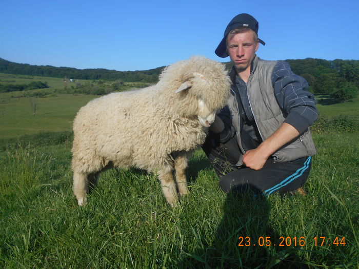 Picture 360 - oile cu miei 2016