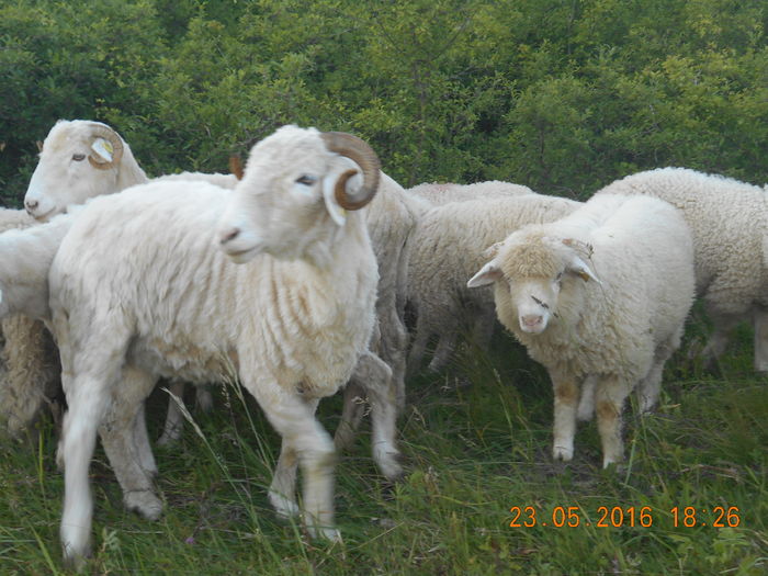 Picture 361 - oile cu miei 2016