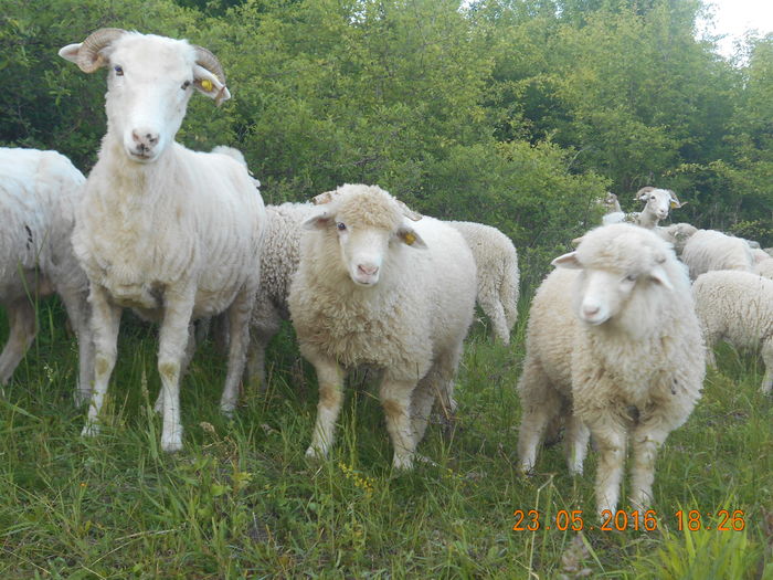 Picture 362 - oile cu miei 2016