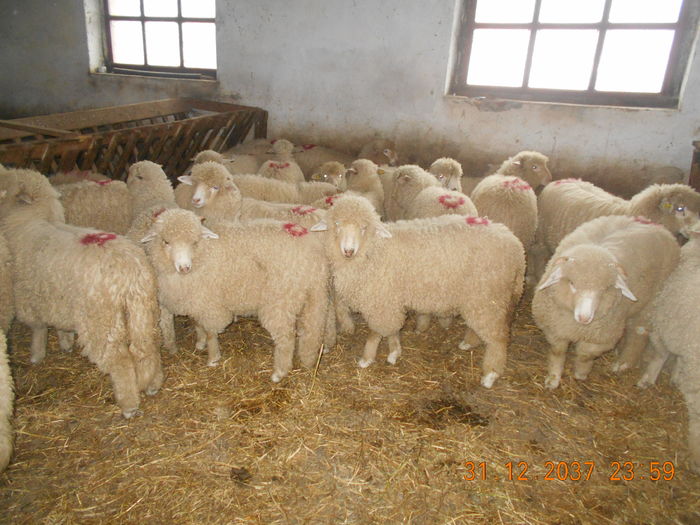 Picture 391 - oile cu miei 2016