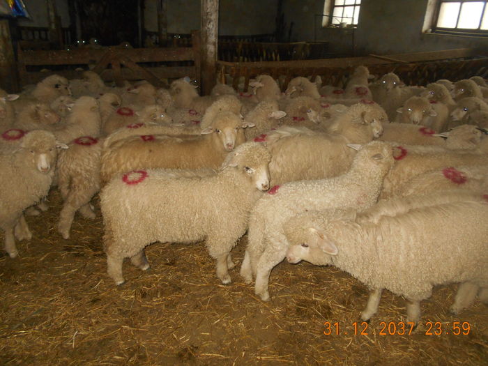 Picture 393 - oile cu miei 2016