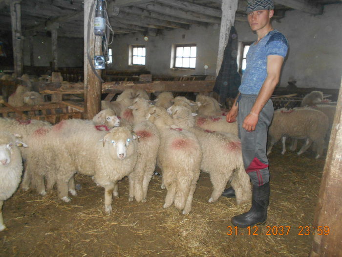 Picture 403 - oile cu miei 2016