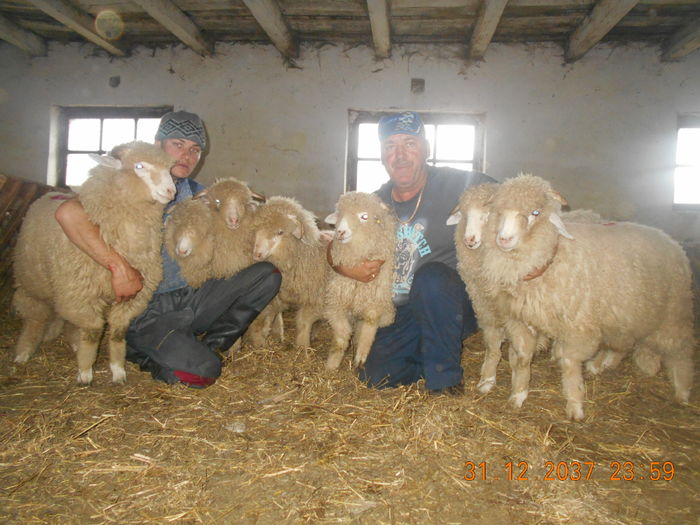 Picture 412 - oile cu miei 2016