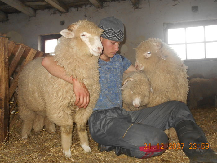 Picture 415 - oile cu miei 2016