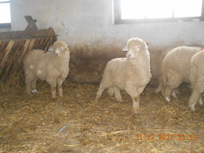 Picture 416 - oile cu miei 2016