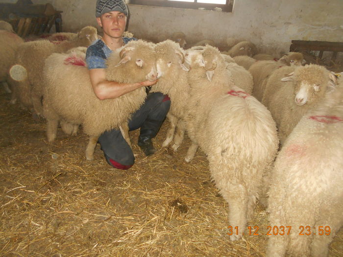 Picture 421 - oile cu miei 2016