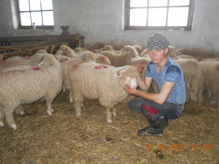 Picture 424 - oile cu miei 2016