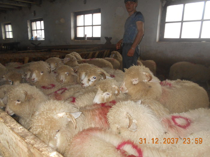 Picture 427 - oile cu miei 2016