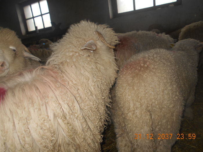 Picture 429 - oile cu miei 2016