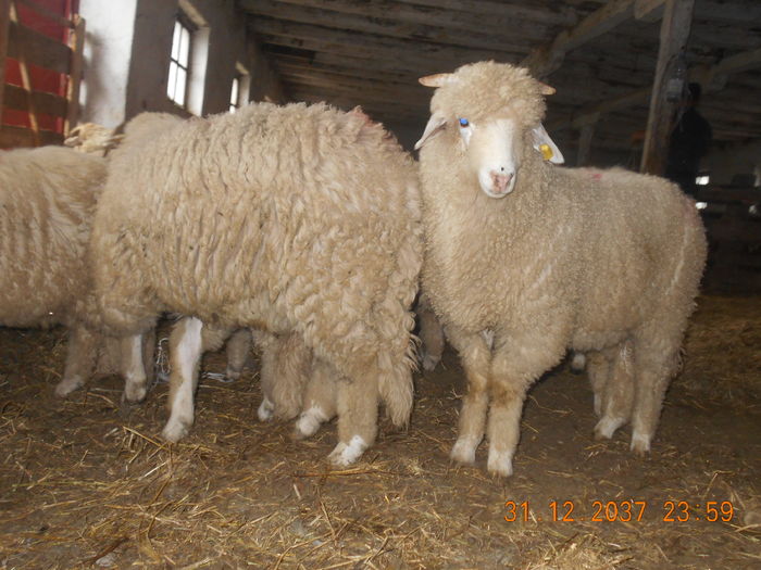 Picture 434 - oile cu miei 2016
