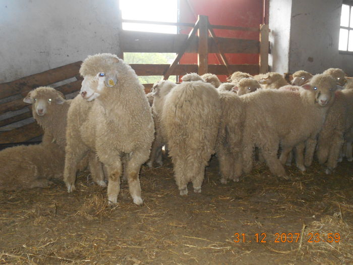 Picture 435 - oile cu miei 2016