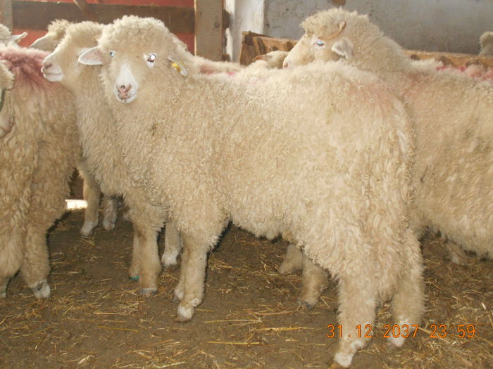 Picture 438 - oile cu miei 2016