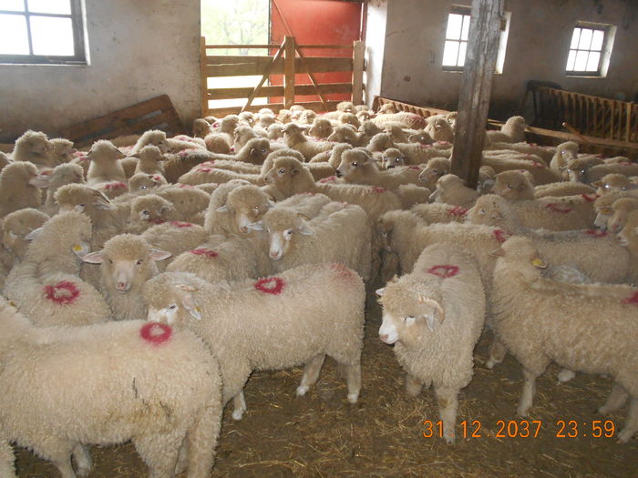 Picture 441 - oile cu miei 2016