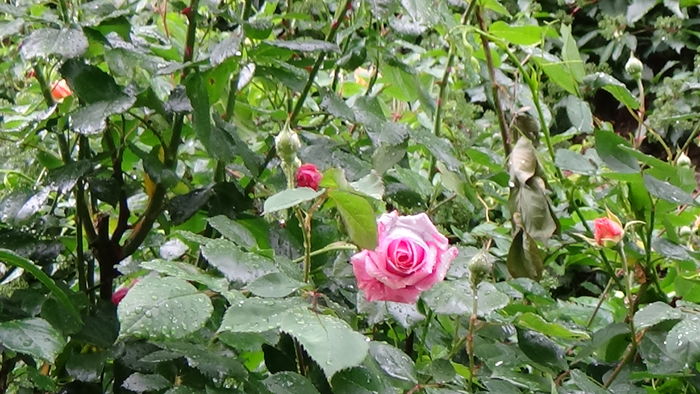 DSC04324