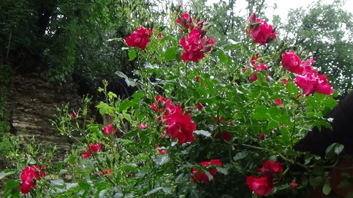DSC04329