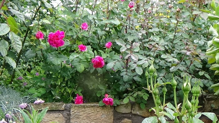 DSC04334
