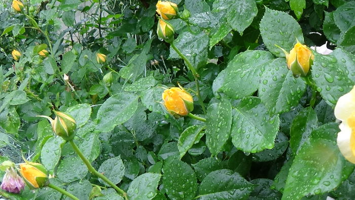DSC04358