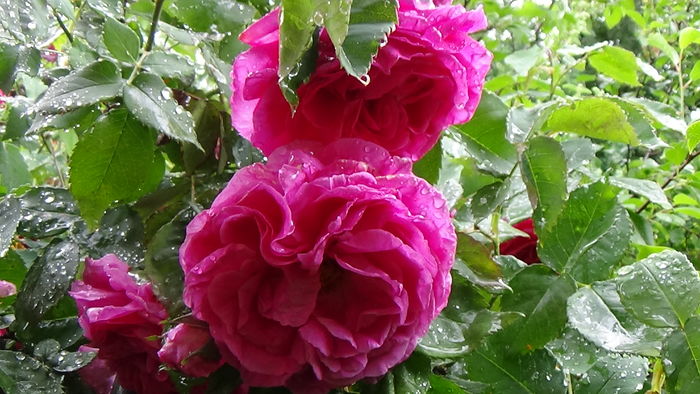 DSC04364
